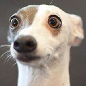 CANCELLED: bundles under $15